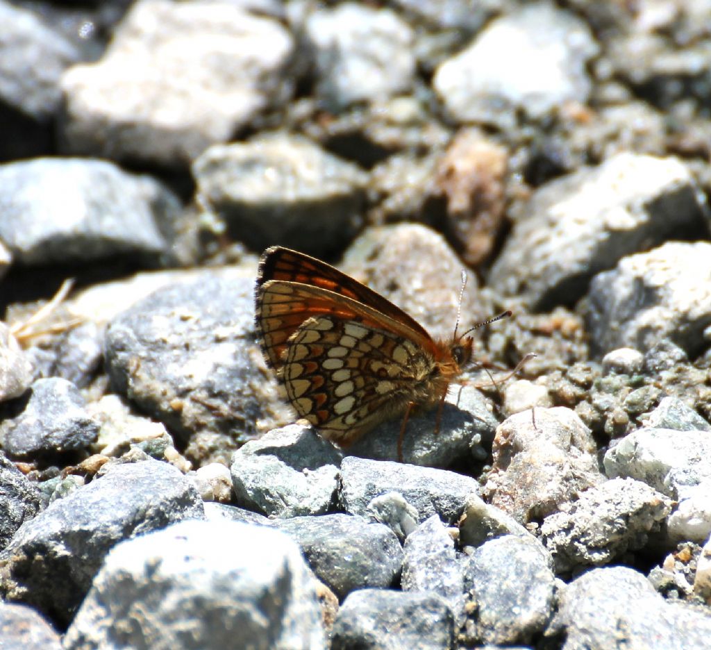 Melitaea aurelia? No, M. nevadensis